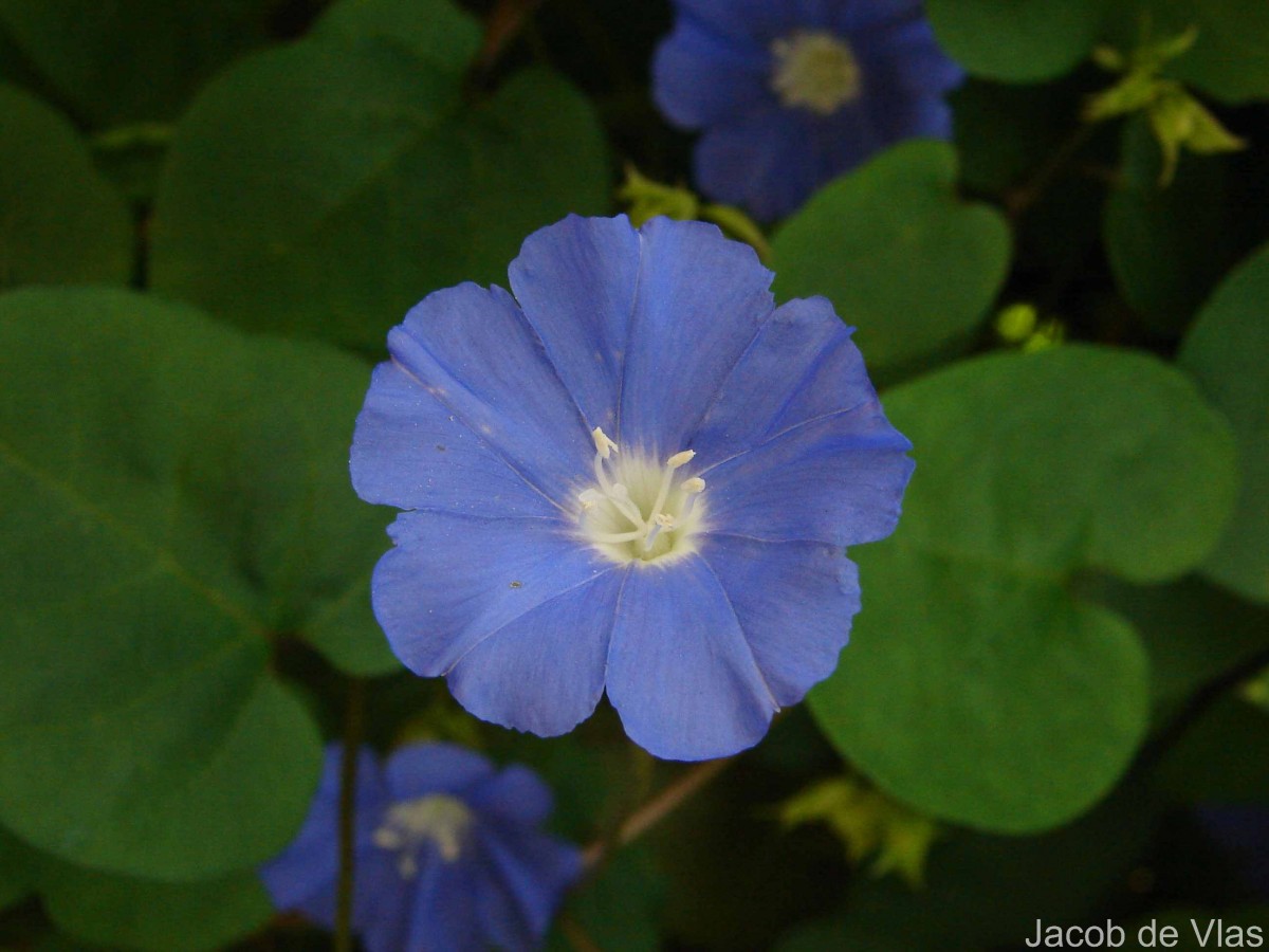 Jacquemontia pentanthos (Jacq.) G.Don